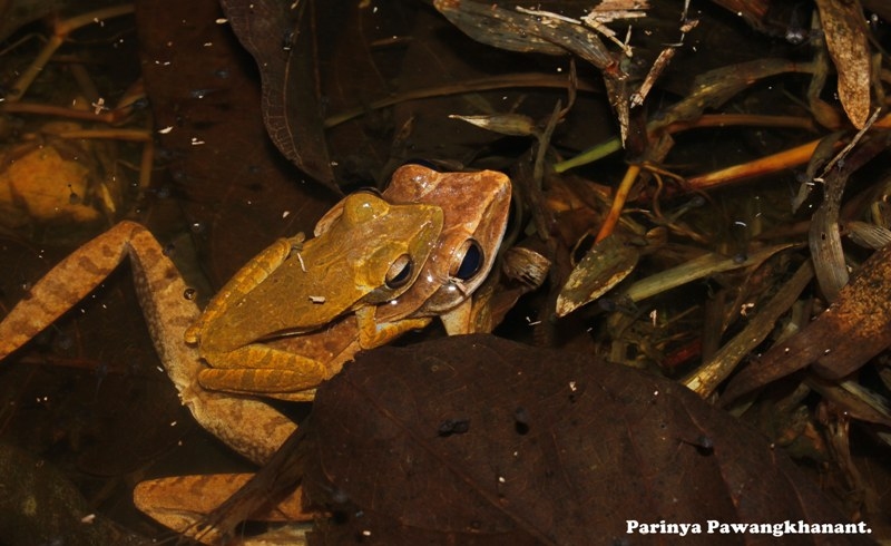 tree frog