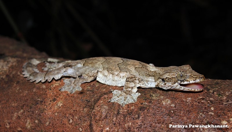 flying gecko