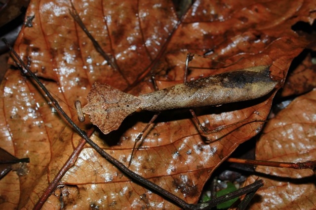 Deroplatys desicata.jpg