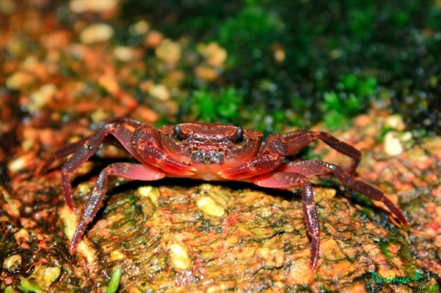 tree hole crab.jpg