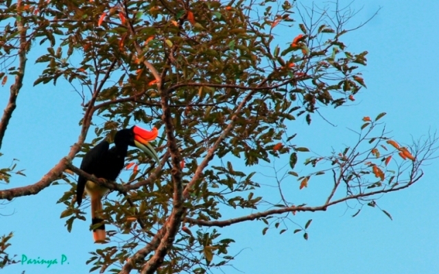 rhino hornbill.jpg