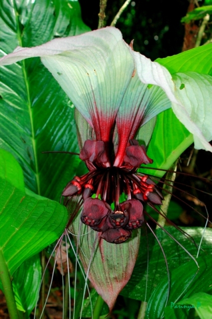 Tacca.jpg