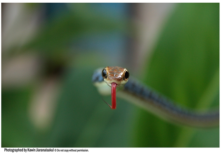 Dendrelaphis pictus