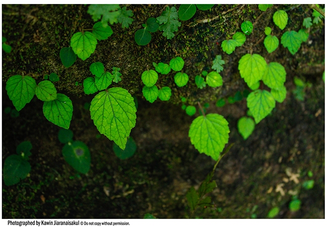 Begonia sp.