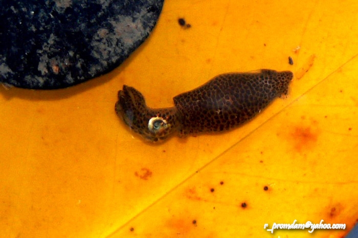 ปลาหมึกแคระแปะนอนอยู่บนใบไม้เหลือง