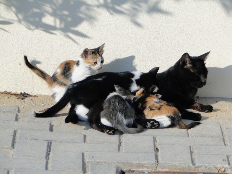 แม่แมวสีดำกับลูกแมวสามสี