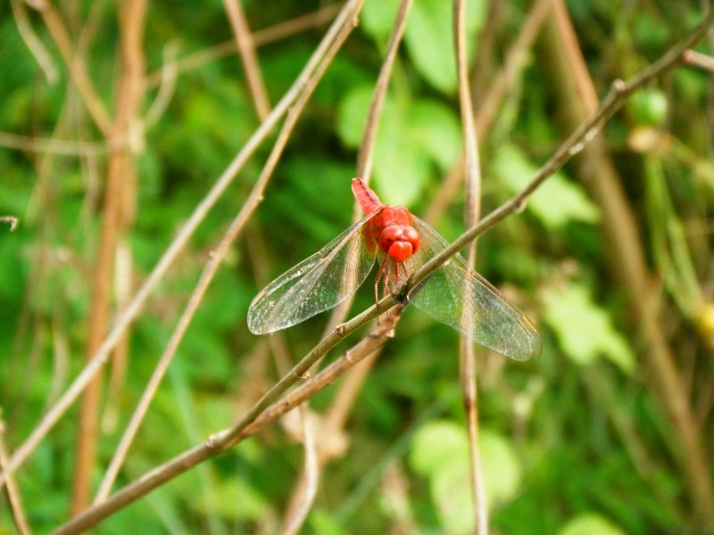 Crocothemis servilia servilia แมลงปอบ้านบ่อ ตัวผู้