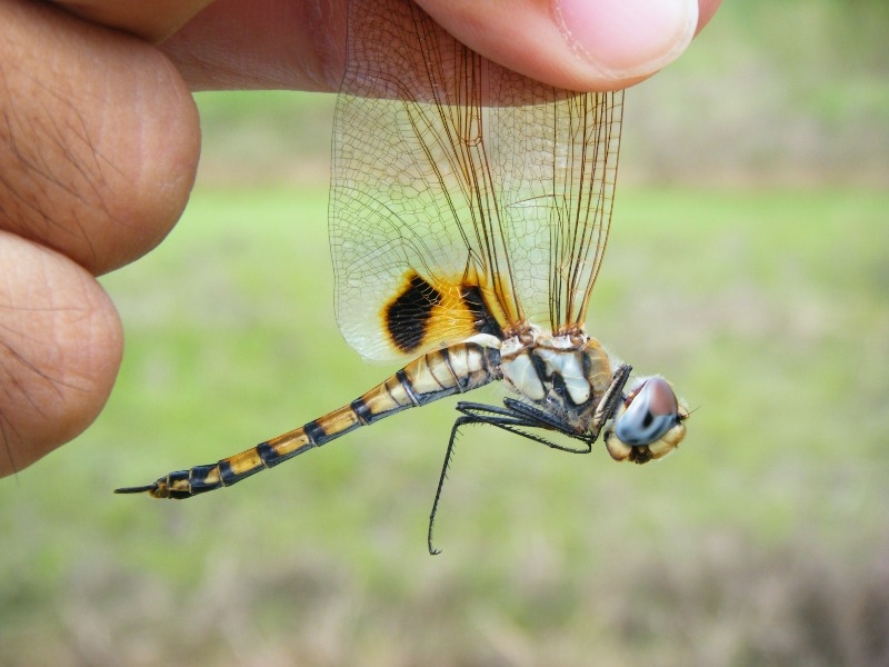 Tramea basilaris burmeisteri