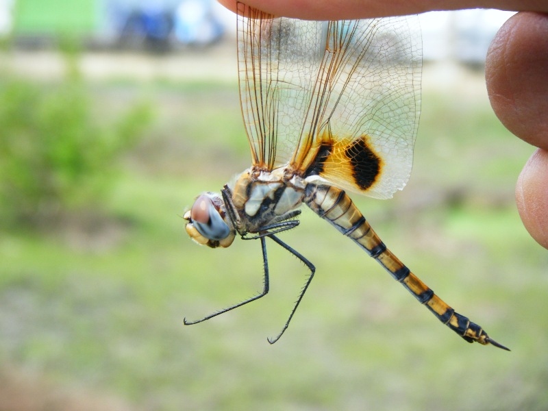 Tramea basilaris burmeisteri