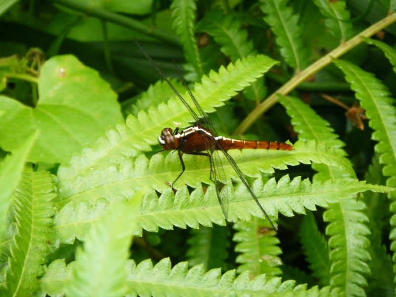 Rhodothemis rufa แมลงปอบ้านสันหลังเหลือง