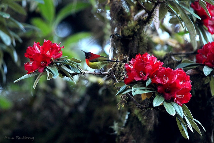 Aethopyga nipalensis angkaensis