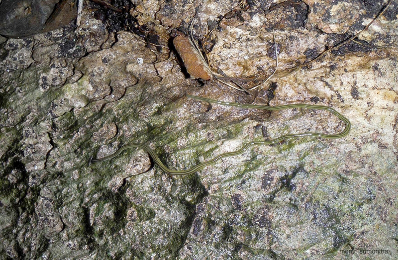 Bipalium kewense Moseley. หนอนหัวขวานยาว ยาวได้มากกว่า 30 ซม. พบครั้งแรกในประเทศเวียตนาม ประชากรที่พบในไทยไม่ชัดเจนว่าเป็นต่างถิ่นหรือท้องถิ่น