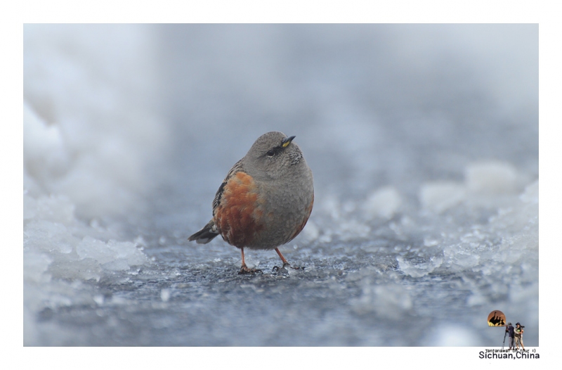 alpine-accentor_1.jpg