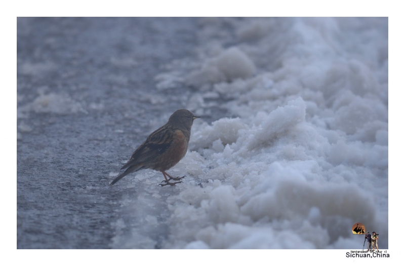 alpine-accentor_2.jpg