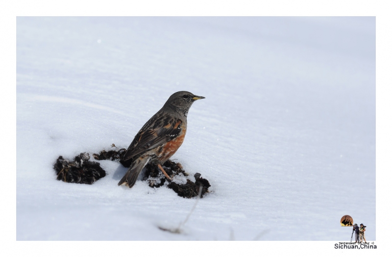 alpine-accentor_4.jpg