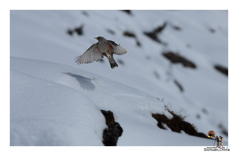 alpine-accentor_5.jpg