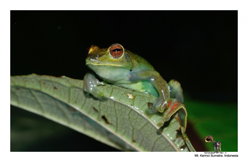 amphibiankerinci_2.jpg