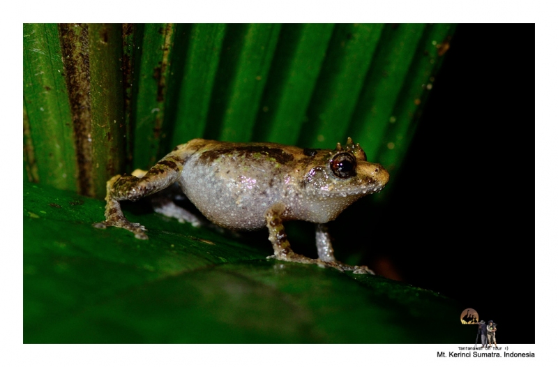 amphibiankerinci_4.jpg