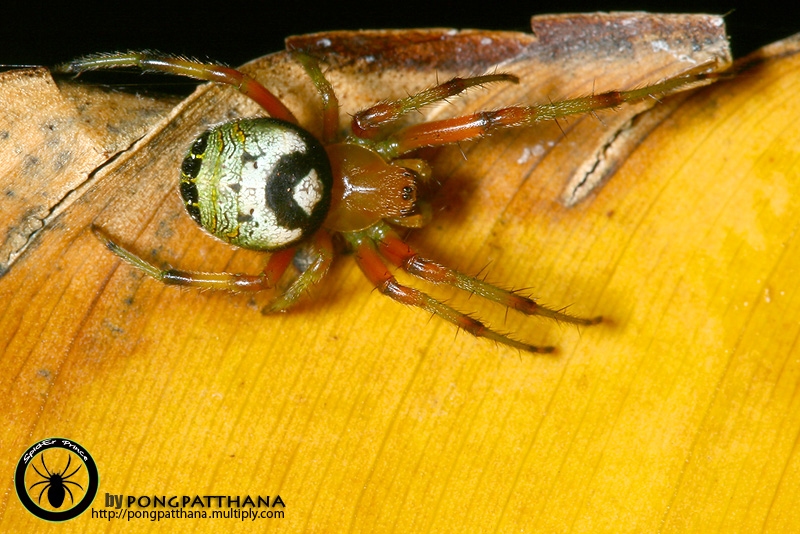 Araneidae