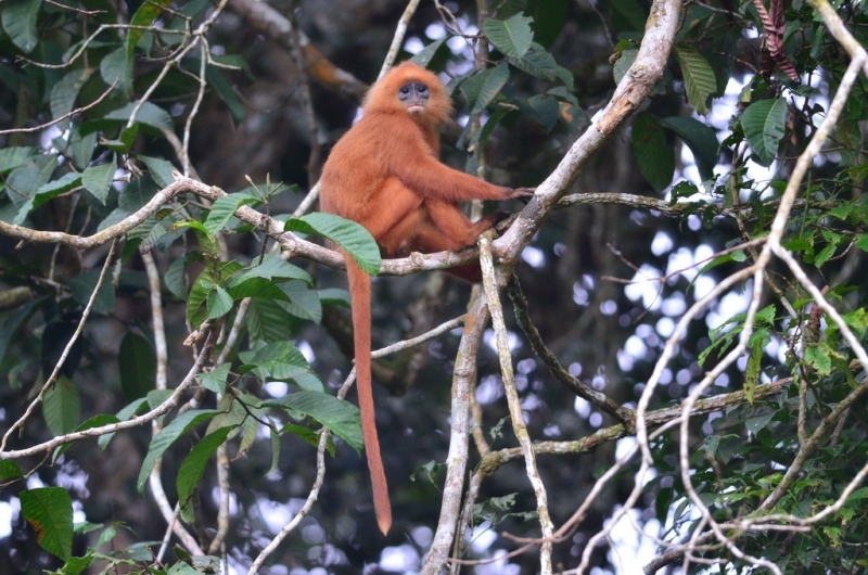 red leaf monkey