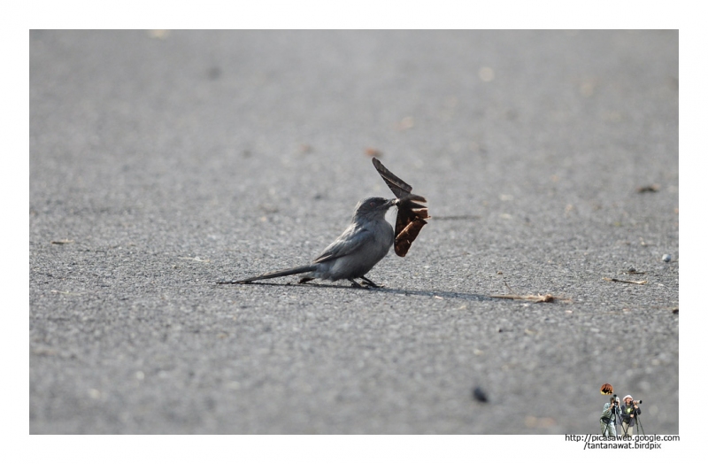 ashy-drongo สายตาดีมาก เห็นมอธบินผ่านแว่ปเดียว ลงมาโฉบทันที