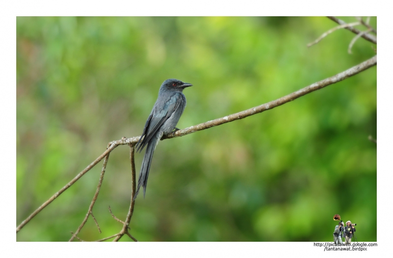 ashy-drongo กินอิ่มแล้วเกาะสบายใจเลยนะ