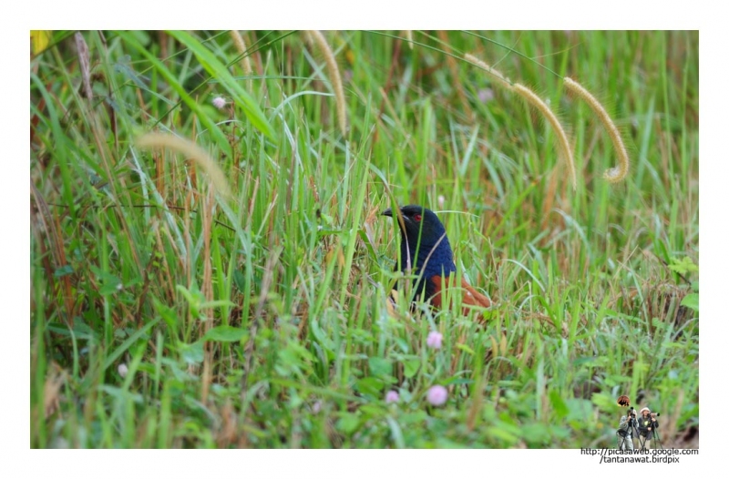 asian-koel