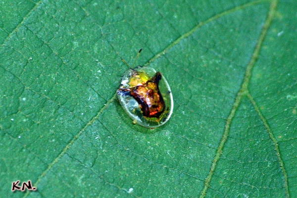 aspidomorpha_furcata.jpg