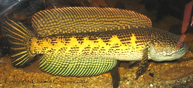 Channa aurantimaculata