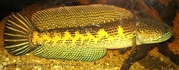 Channa aurantimaculata เพศผู้