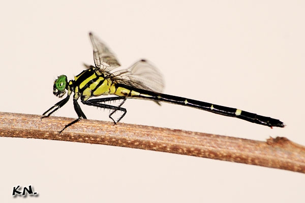 Merogomphus parvus