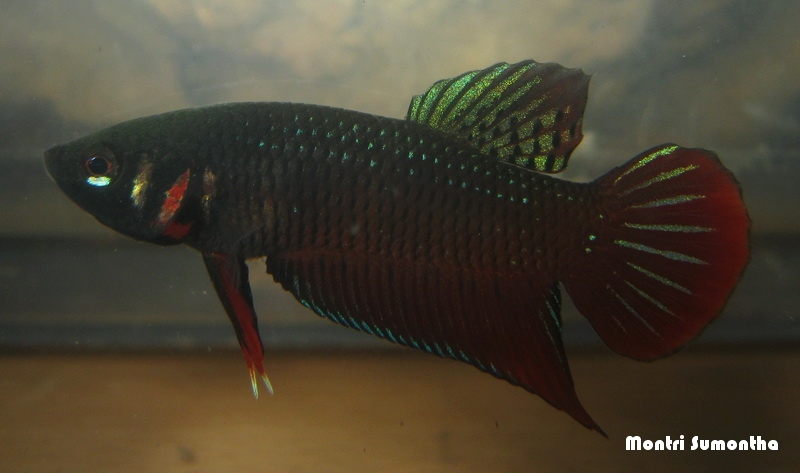 Betta splendens จากป่ากระจูด ณ ระนอง