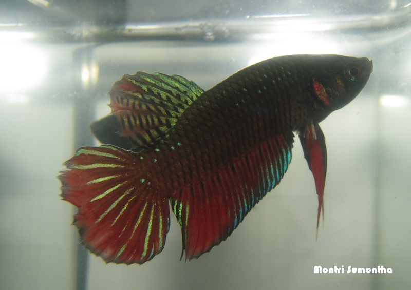 Betta splendens จากป่าจาก ณ ระนอง