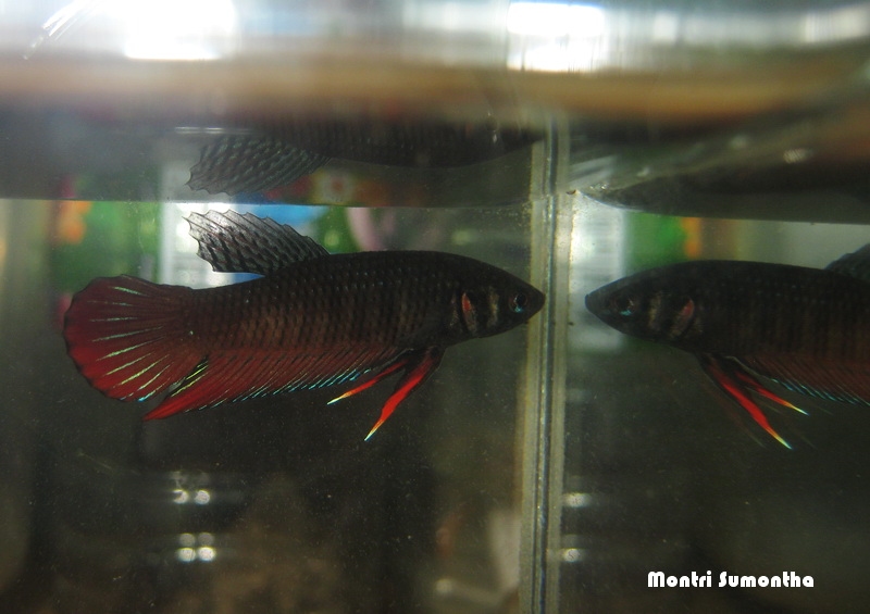 Betta splendens จากปทุมธานี