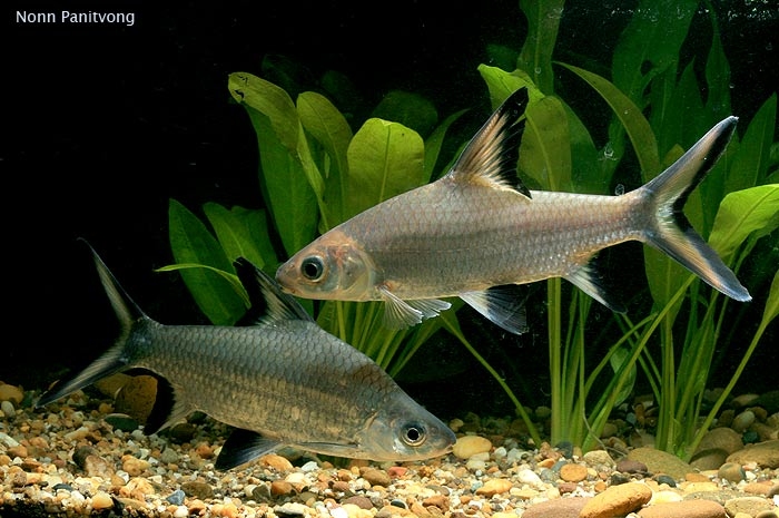 ปลาหางไหม้สายพันธุ์จากประเทศอินโดนีเซีย (B. melanopterus) ที่มีขายในตลาดปลาสวยงามบ้านเราในปัจจุบัน