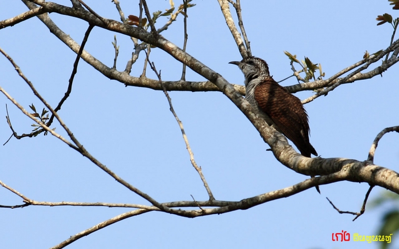 banded-bay-cuckoo03.jpg