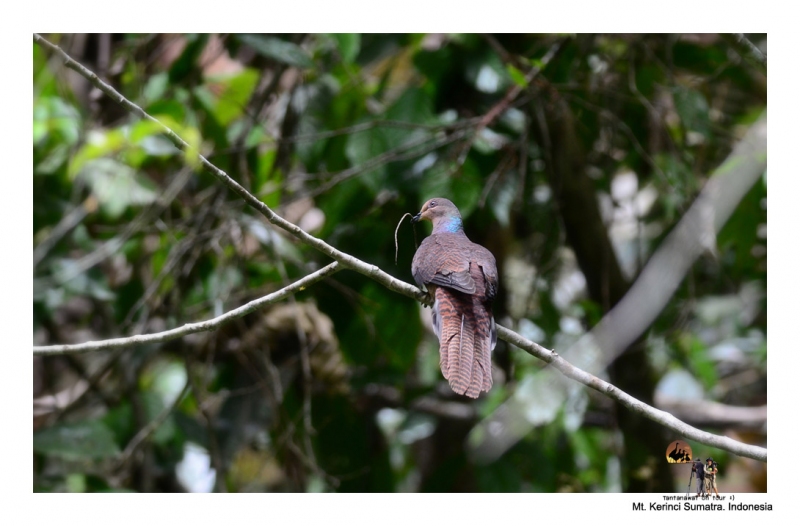 barred-cuckoo-dove.jpg