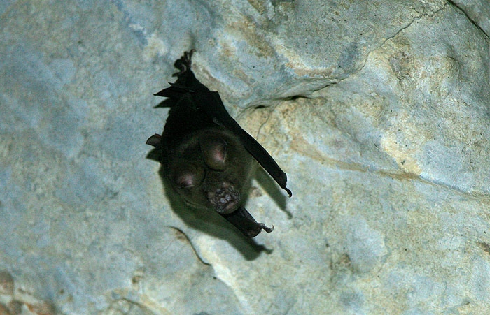 bat1.jpg