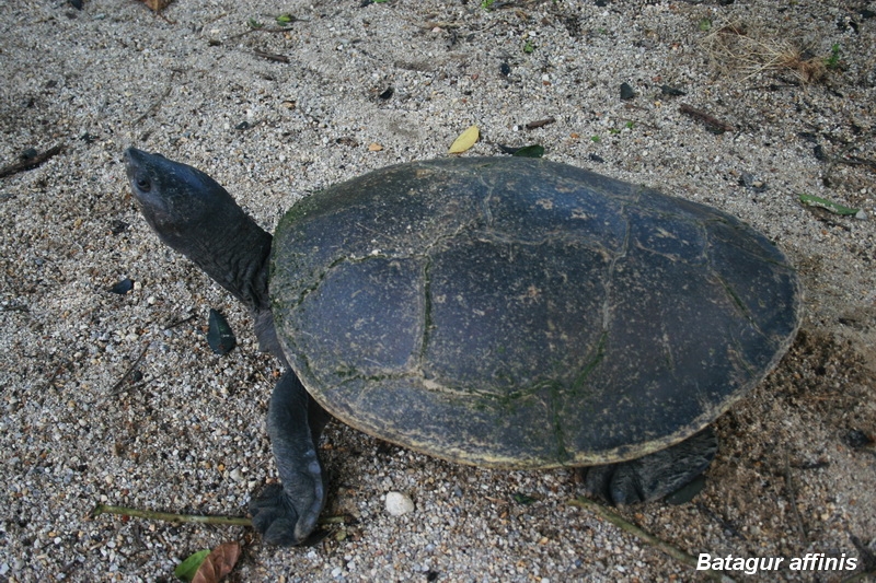 เต่ากระอาน (Batagur affinis affinis)