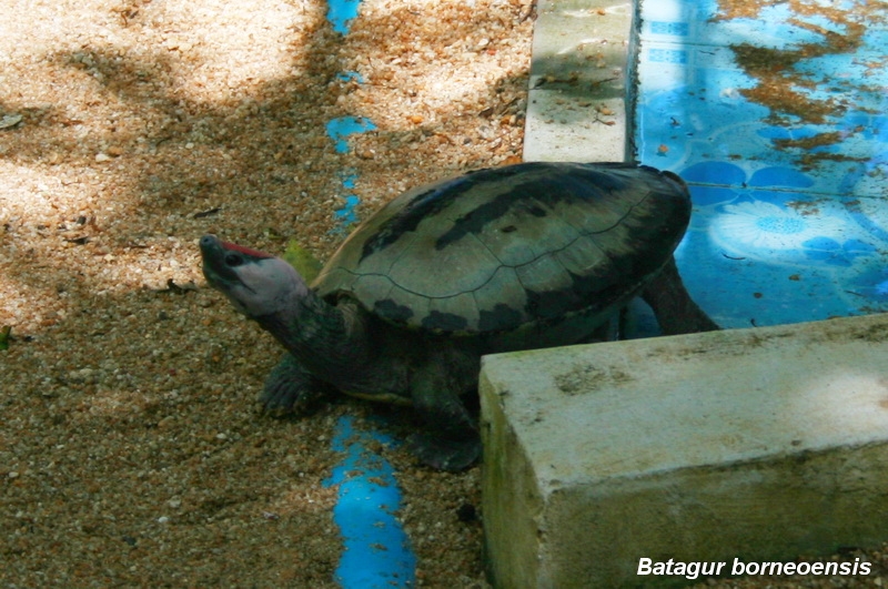 เต่าลายตีนเป็ด (Batagur borneoensis)