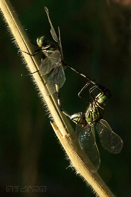 ตัวที่ 15 แมลงปอบ้านเสือลายเขียว Orthetrum sabina 