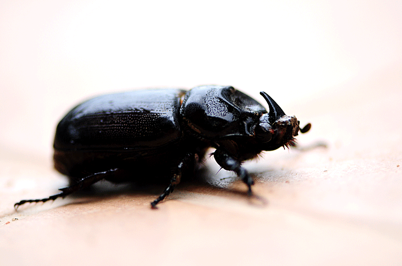beetle.gif