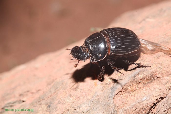 beetle_flathead.jpg