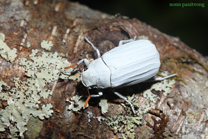 beetle_white.jpg
