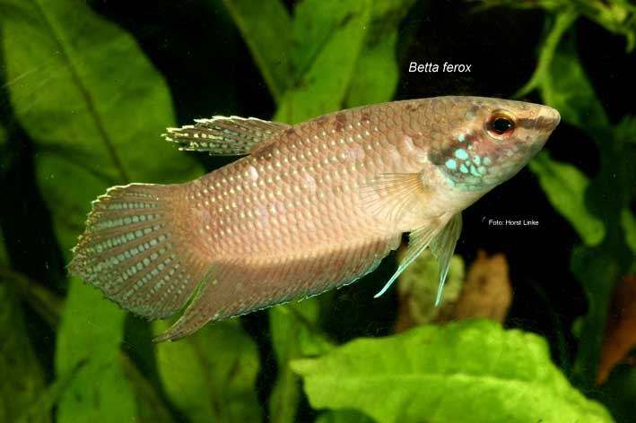 betta_ferox_2_copy.jpg