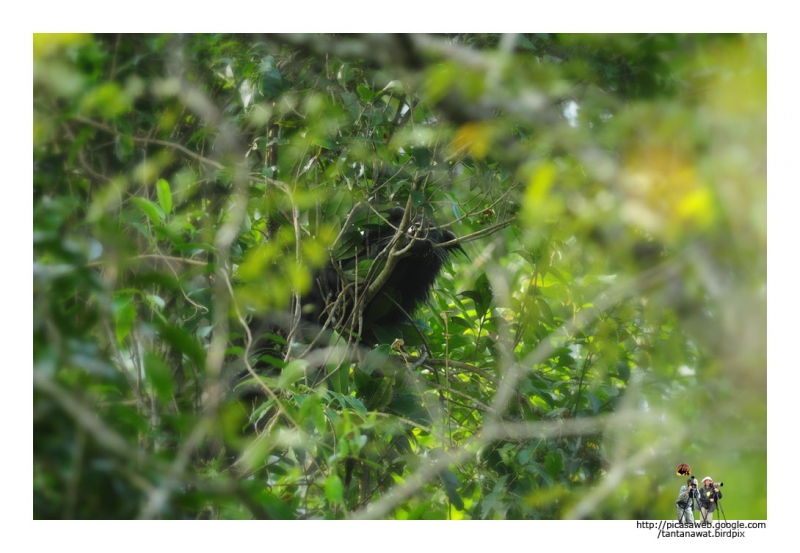 binturong