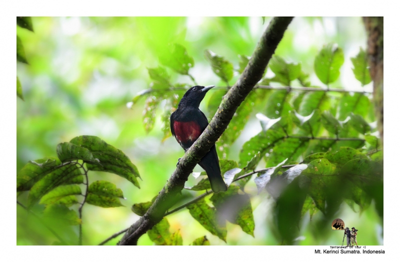 black-and-crimson-oriole_2.jpg