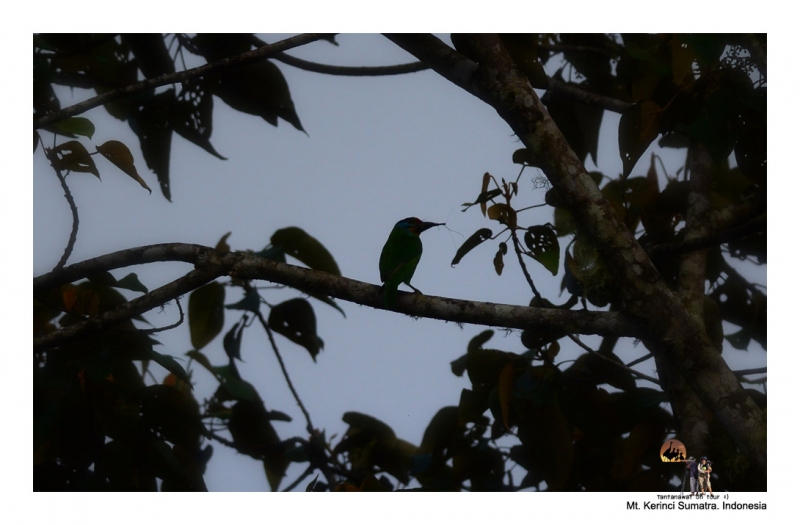 black-browed-barbet-_2.jpg