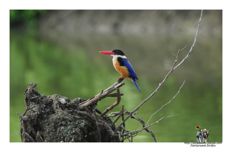 black-capped-kingfisher