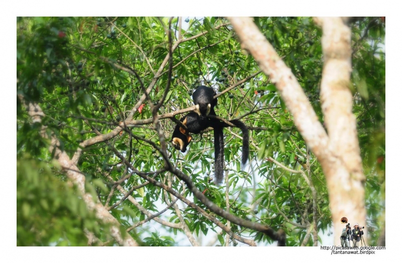 black-giant-squirrel